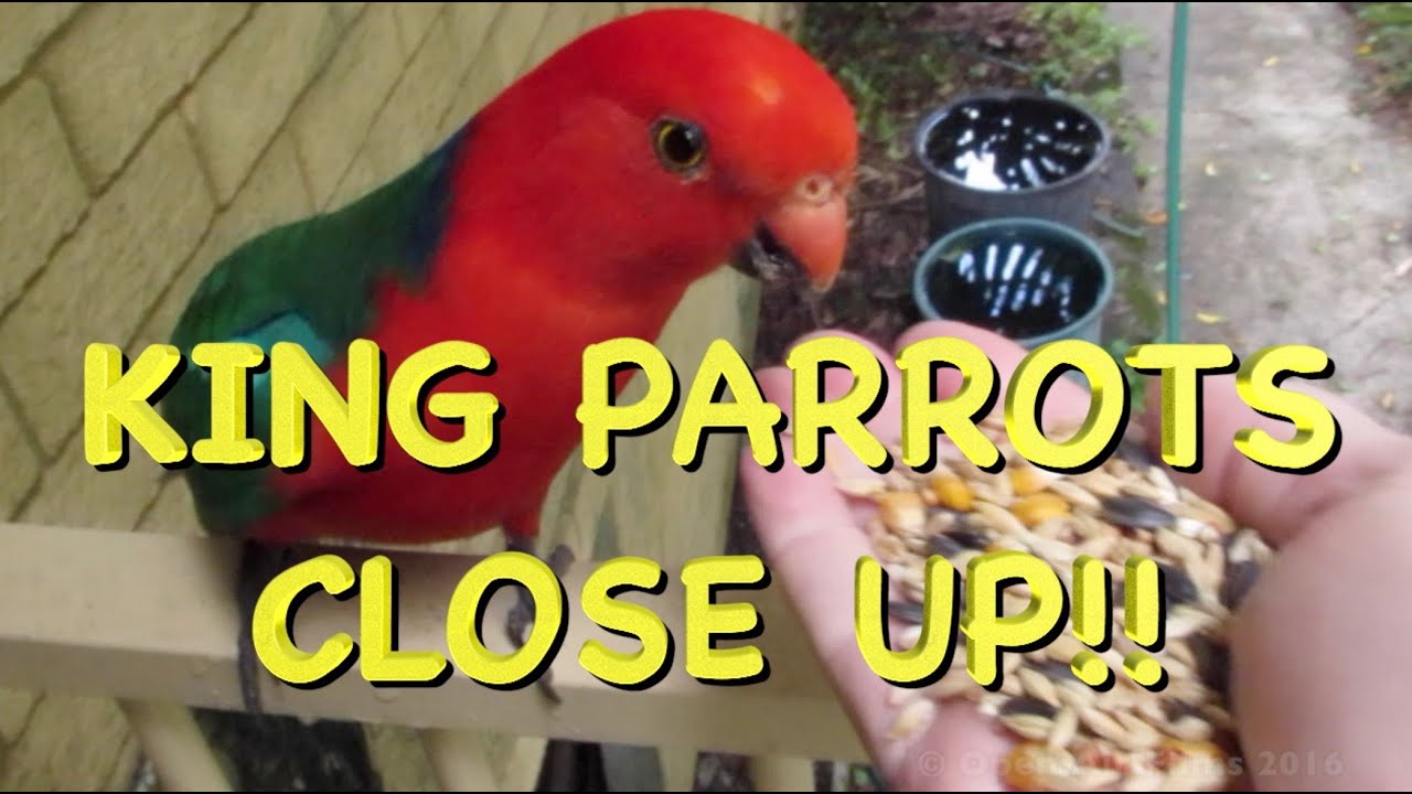 NATIVE BIRDS OF AUSTRALIA - KING PARROTS CLOSE UP !!
