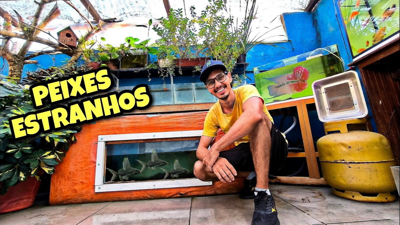 ACHEI PEIXES SUPER ESTRANHOS NESSE AQUÁRIO DE MADEIRA 🤯