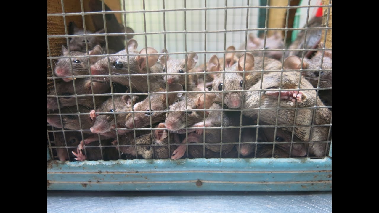 Kỷ lục bẫy Chuột : 42 con trong 1 bẫy (Mouse trap record : 42 in one trap)