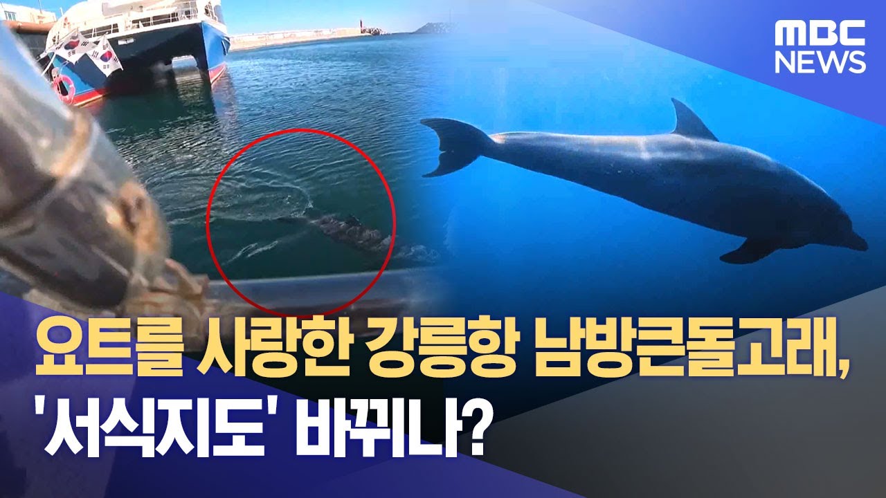 요트를 사랑한 강릉항 남방큰돌고래, '서식지도' 바뀌나? (2026.01.07/뉴스데스크/MBC강원영동)