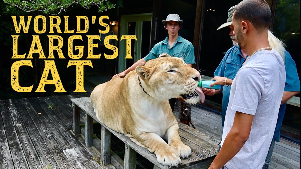 BOTTLE FEEDING THE WORLD’S LARGEST CAT