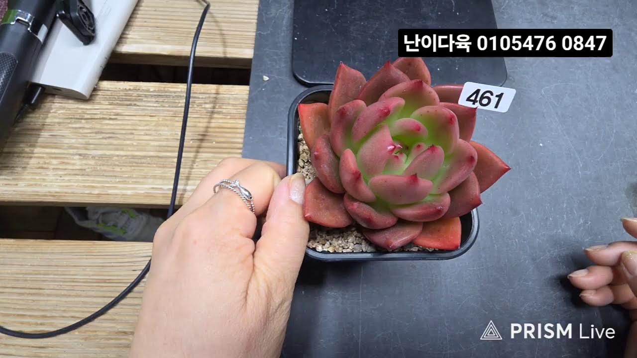 난이다육#앙#콩크진주#블러드문#모거나이트#티라미수#빅뱅#삼광#힐링타임