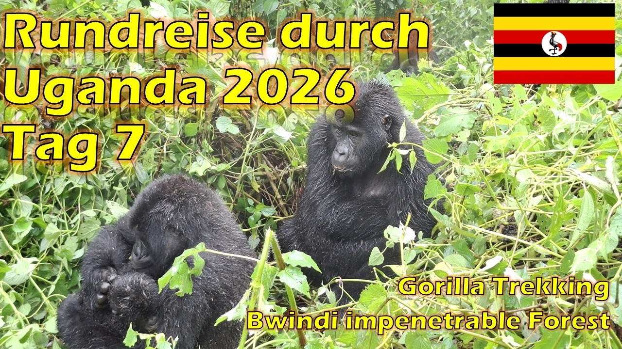 2026 Urlaub Uganda Tag 7 Gorilla Trekking im Bwindi Impenetrable Forest
