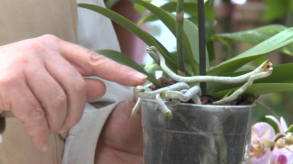L'orchidéee papillon ou Phalaenopsis