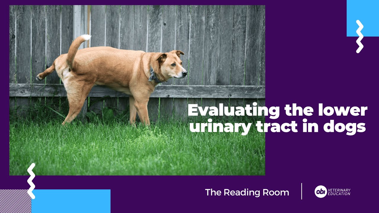 Evaluating the lower urinary tract in male dogs - The Reading Room - Veterinary Radiology Explained