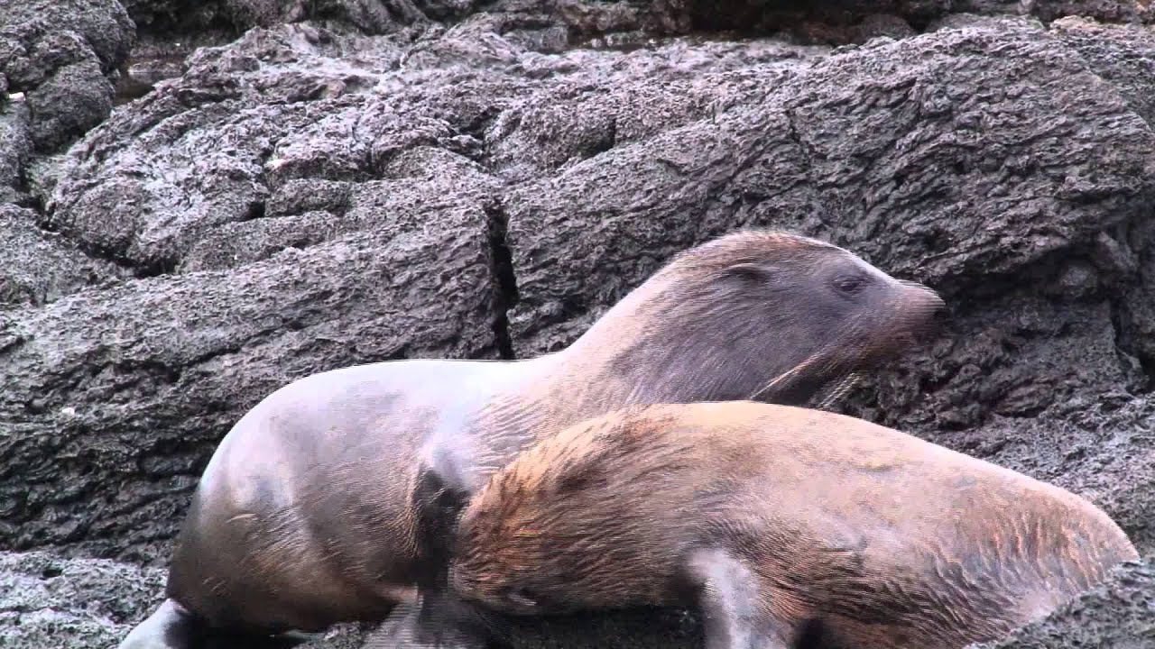 Gal&aacute;pagos Fur Seals