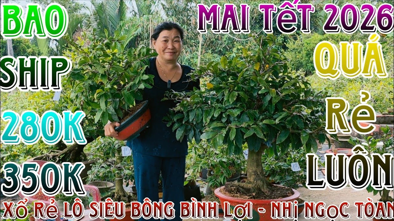 23/1/2026☎️0395531739(chắc nguyễn)🔥xổ rẻ dọn vườn 22 mã số hàng bonsai già mùa đế víp ship luôn chậu