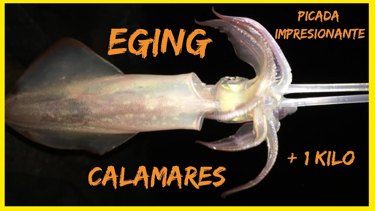 🔴PESCANDO CALAMARES, EGING desde COSTA, IMPRESIONANTE PICADA!! + 1 KILO !!