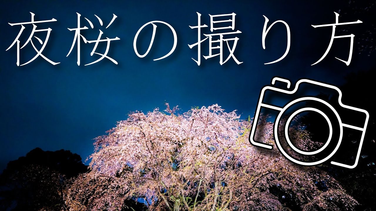 幻想的な夜桜ライトアップを撮影！美しい桜を余すことなく撮影しよう！