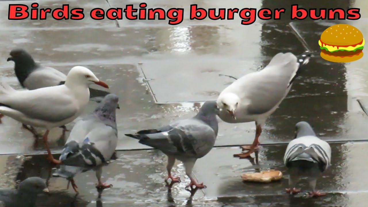 Pigeons and seagulls eating burger buns