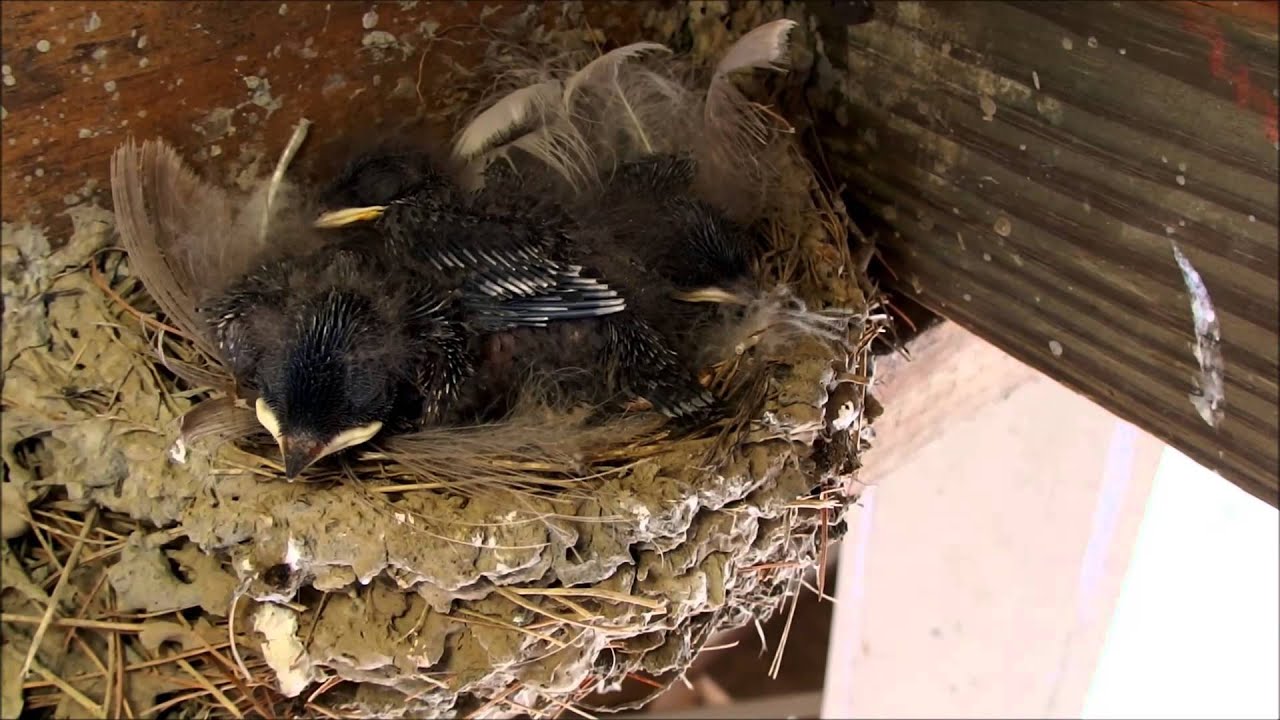 Swallows - hatching to fledging