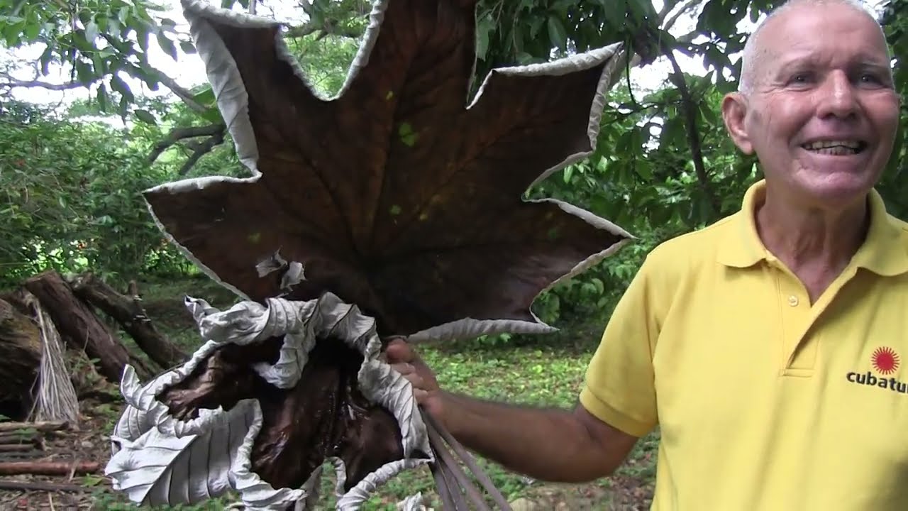 El yagrumo, yarumo, guarumo o guarumbo es un &aacute;rbol representativo de la zona intertropical