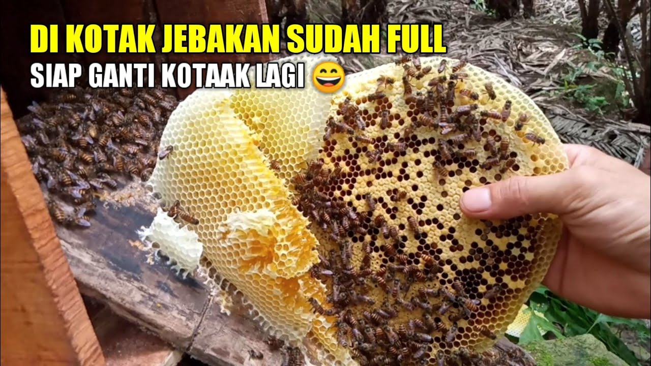 Yang ini sudah siap untuk kita ganti kotak nya lagi