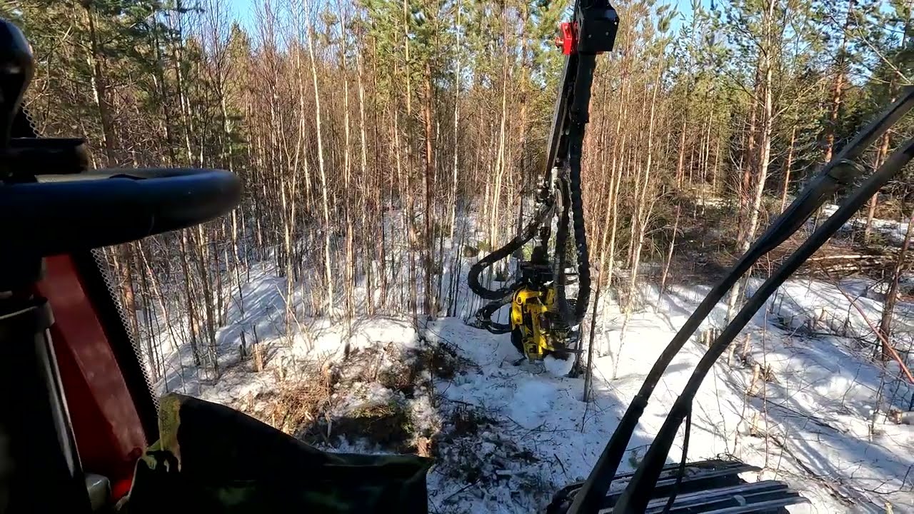Koivuja pois mäntyjen päältä ja uuden kamerajalustan testausta