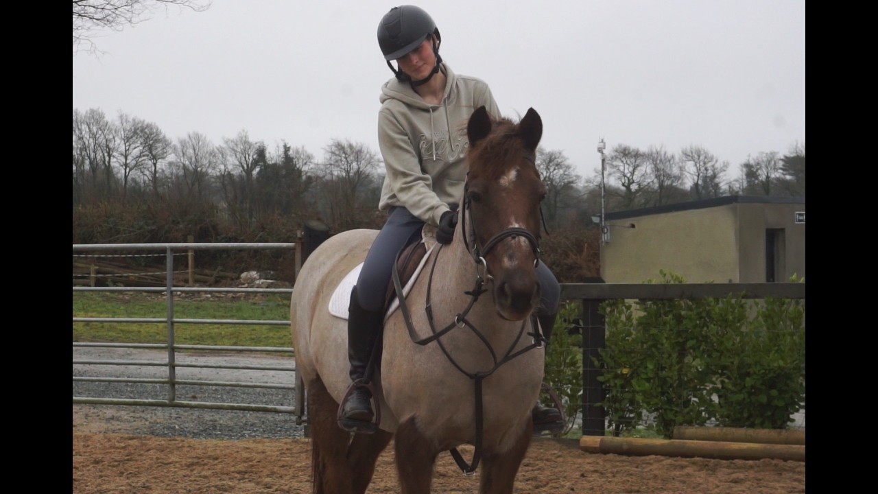 Dinny - Ballyrue Equestrian