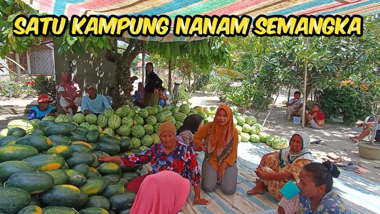 Grebek Desa Penghasil Buah Semangka #nardyshu #pertanian #semangka