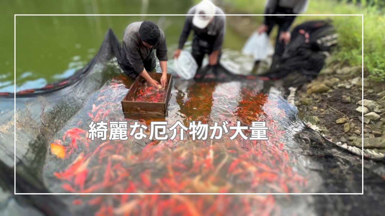 厄介物の〇〇が増える池#庄内金魚#錦鯉#koifish #koi