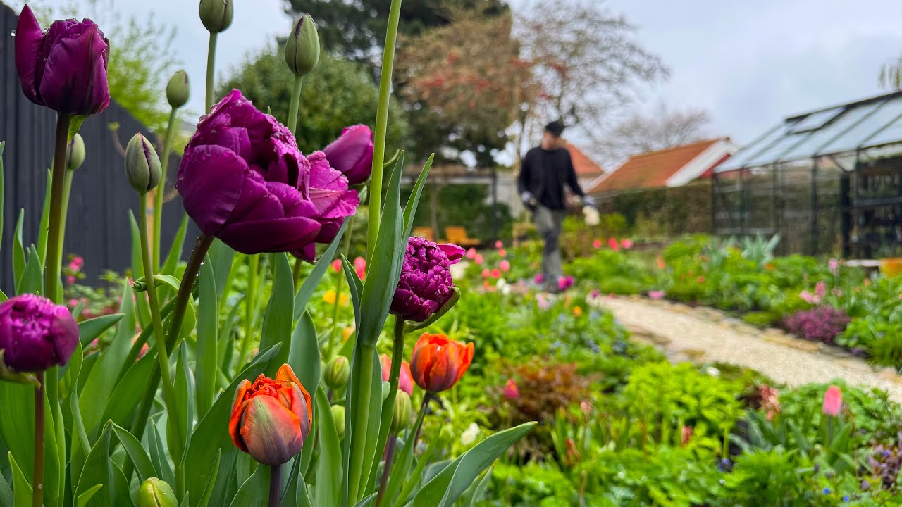 April Garden Tour + Sowing Cosmos, Gladiolus & Summer Flowers | Perennial Garden