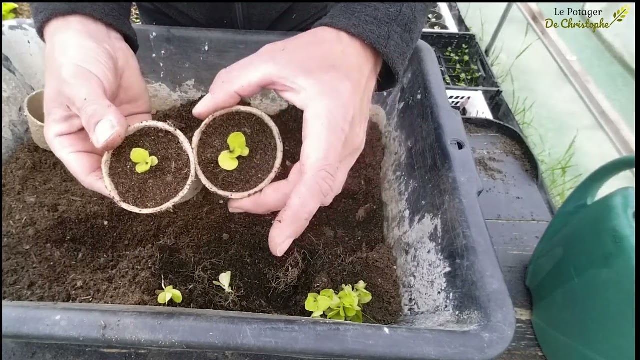 COMMENT REMPOTER VOS salades correctement