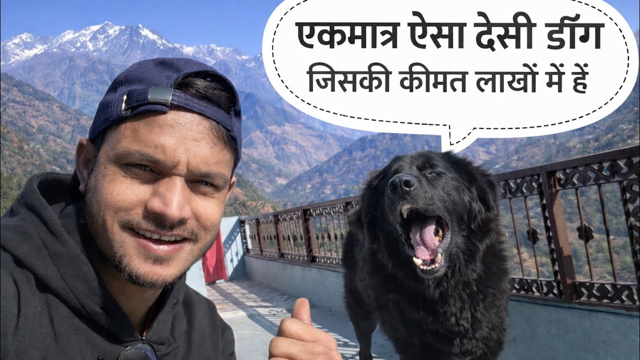 ऐसा Dog जिससे Tiger भी डरता है 😱 | Real Pahadi Guard Dog