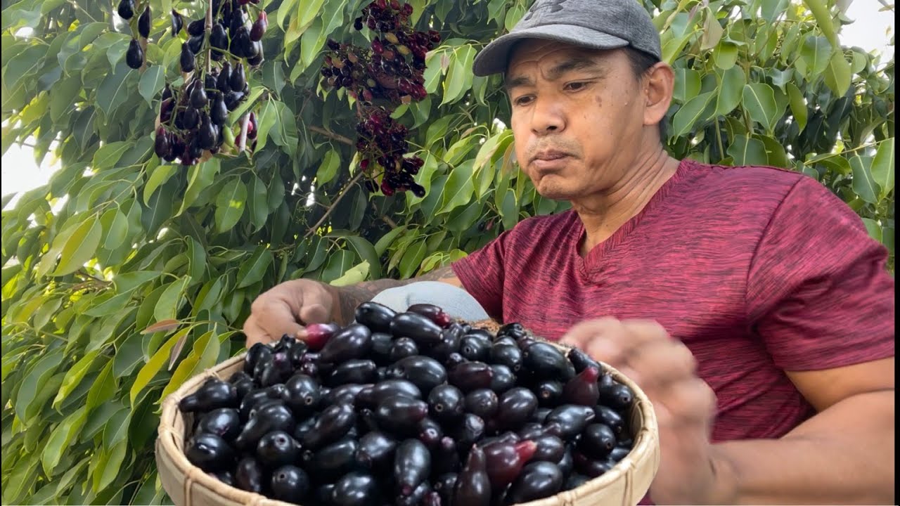 ព្រីងនៅក្រោយផ្ទះបង General   Java Plums in Bong General backyard