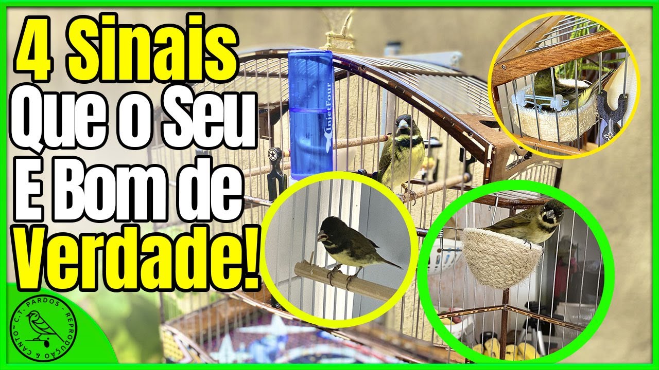 4 SINAIS QUE TODO COLEIRO BOM FAZ COMO SABER SE SEU PAPA CAPIM É BOM