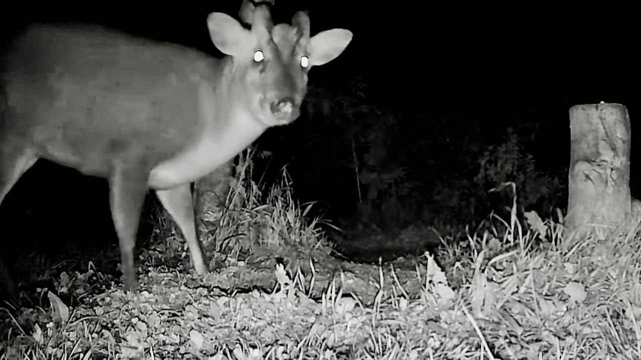 Wild Garden Diary  October 30th-31st