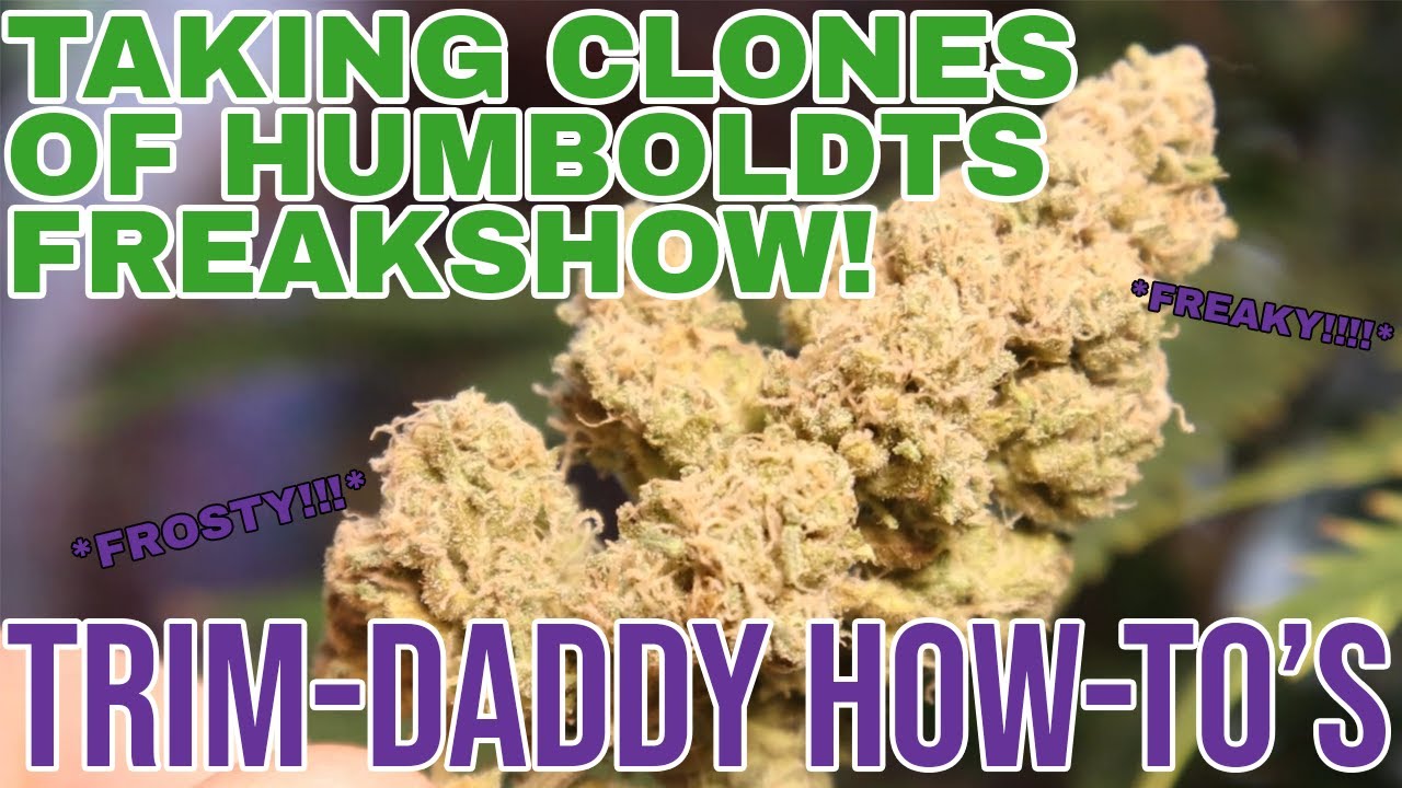 Taking Clones of Humboldt's Freakshow