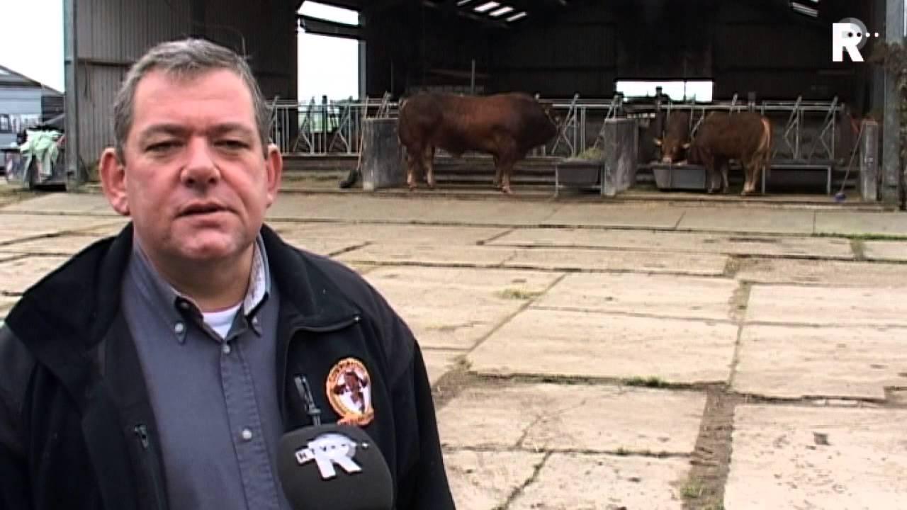 Grootste en zwaarste stier komt uit Bleskensgraaf