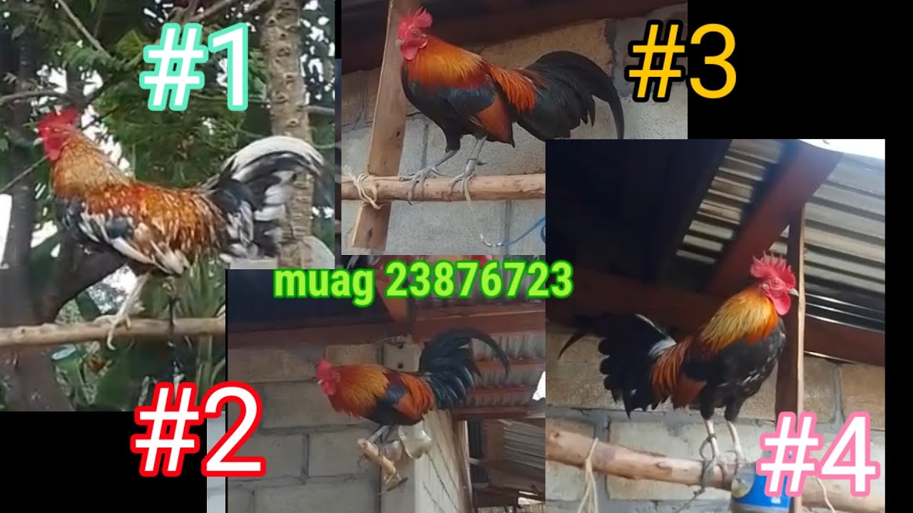 Saib pab no seb pua muaj tu raug siab nawb