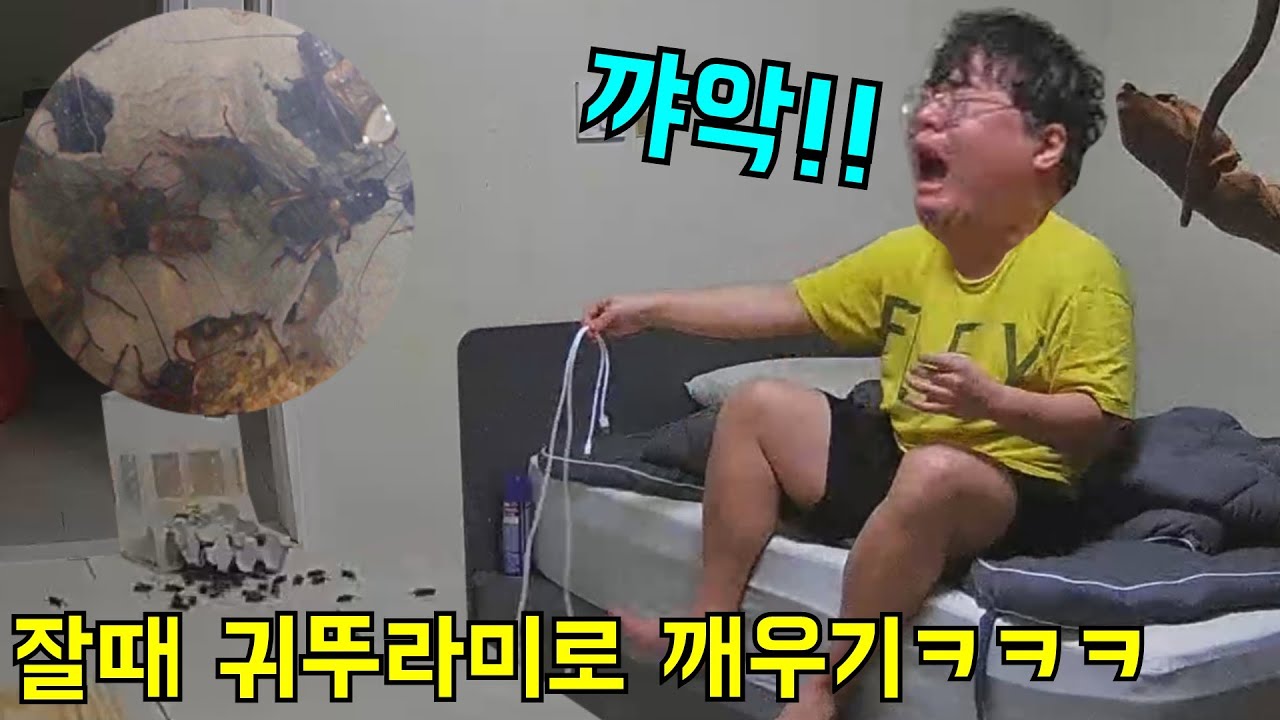자는형 방에 귀뚜라미 풀어주기ㅋㅋㅋ