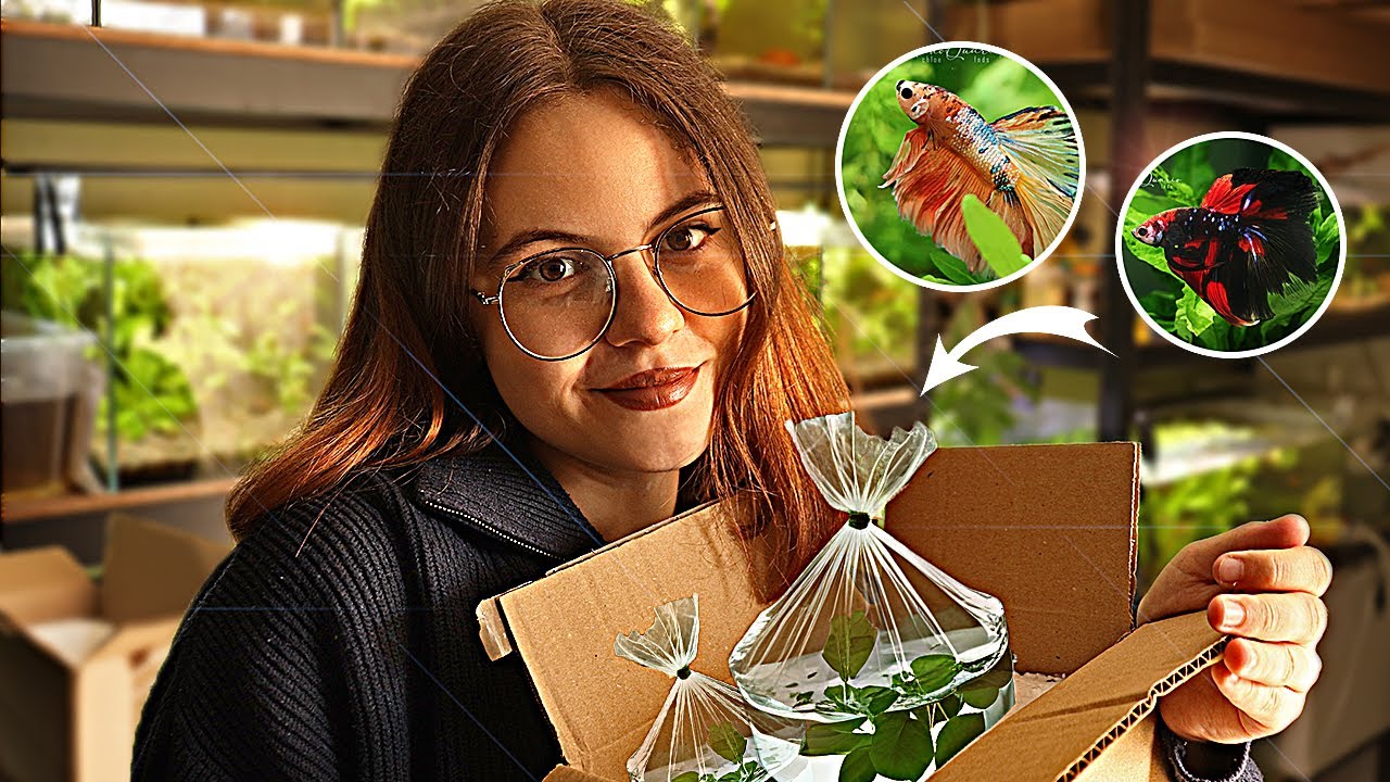 JE RE&Ccedil;OIS DE NOUVEAUX BETTAS MULTICOLORES !🐟📦 Unboxing + Guppys 🌿