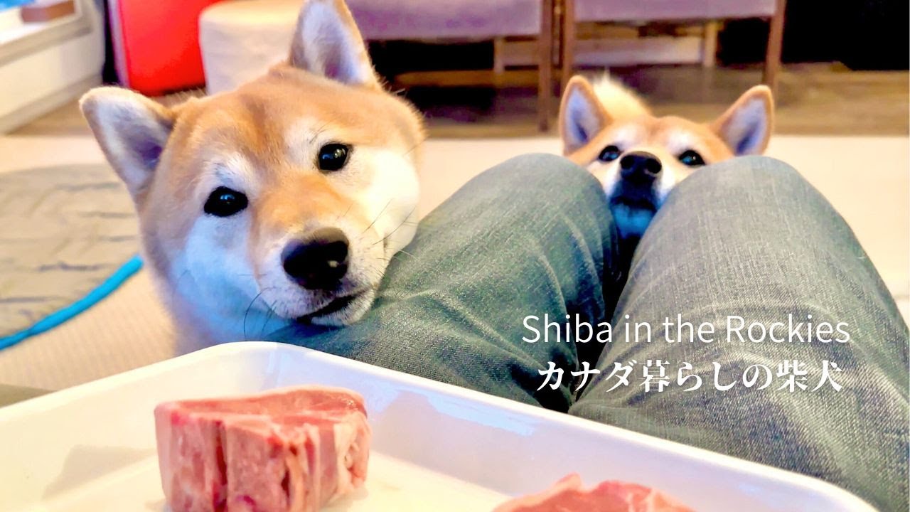 誕生日に登場したラム肉の魔力に引き寄せられる柴犬たち【4K】