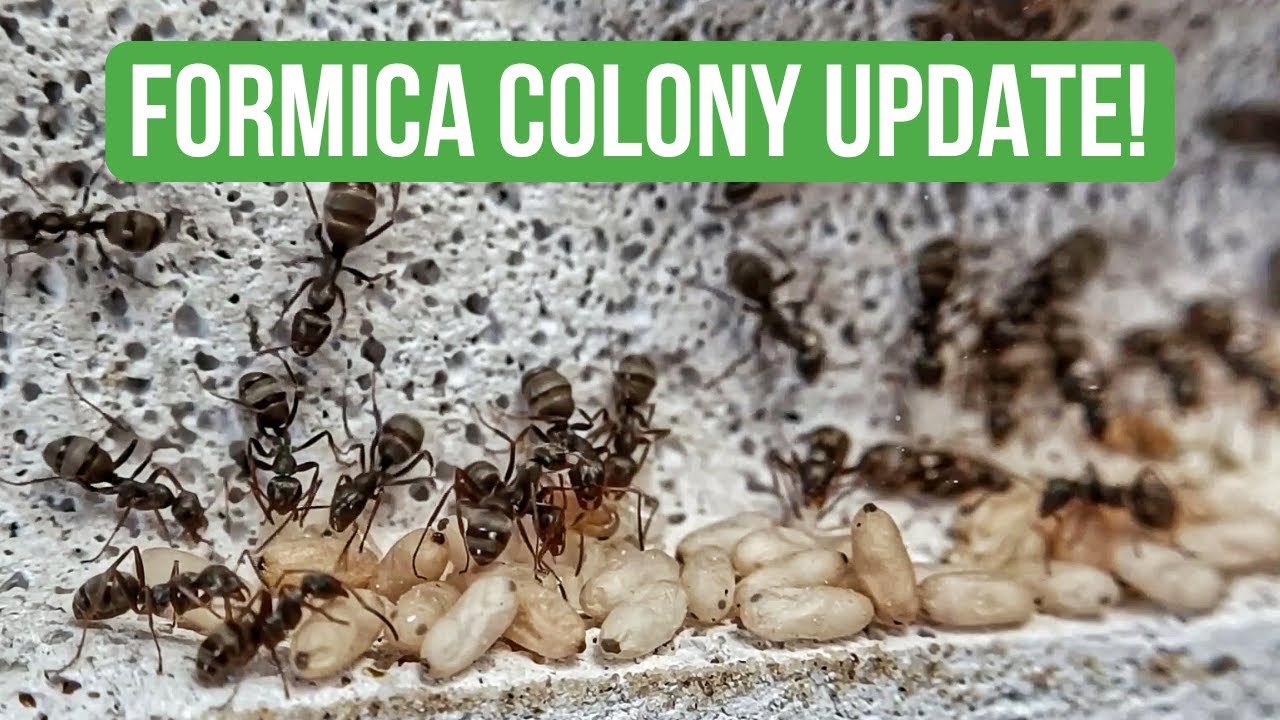 Update On My Formica Cinerea Colony! | BRUMA Ants