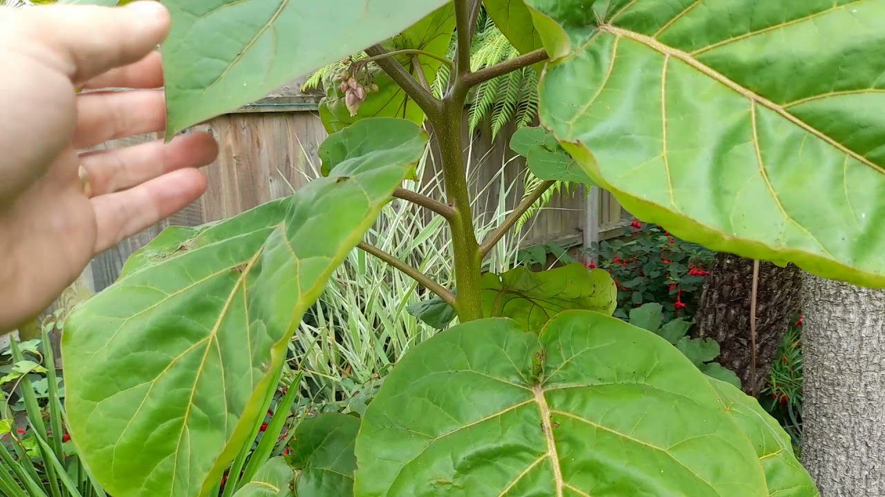 Solanum betaceum update