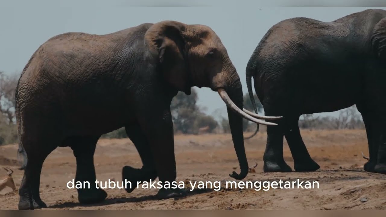 Mengenal Binatang GAJAH