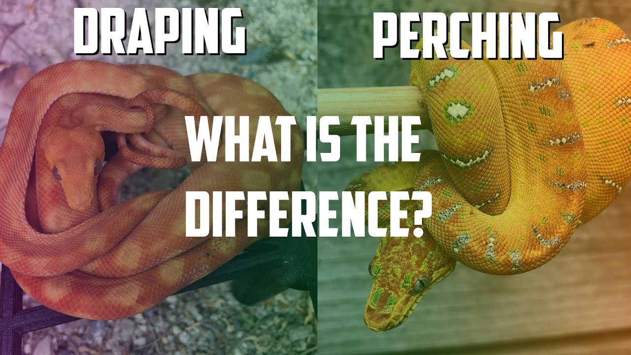 Bonus Episode 70 - Draping Corallus vs. Perching Corallus!