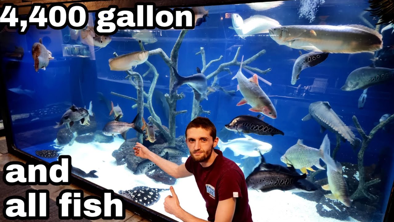 DETAILS ABOUT THE FISH IN THE HUGE 4,400 GALLON TANK