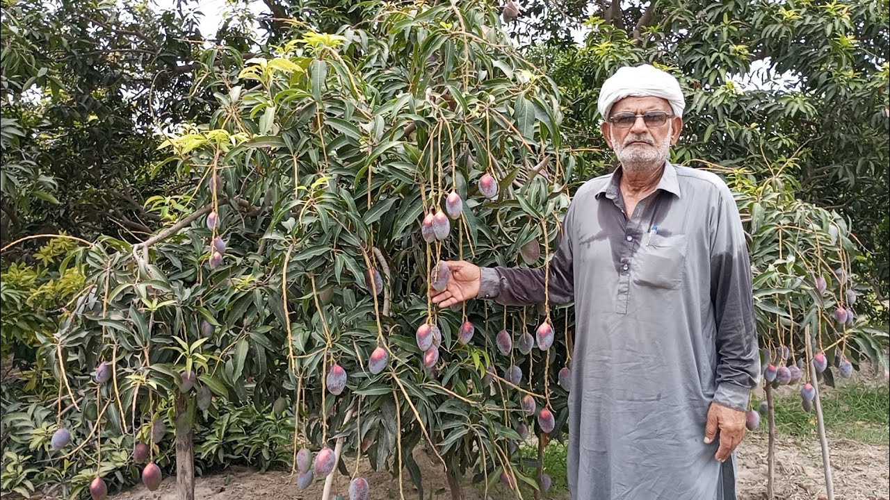 How And Why To Do Pruning after Fruiting #motivation #fruiting #gardening #mango #farming #fruit