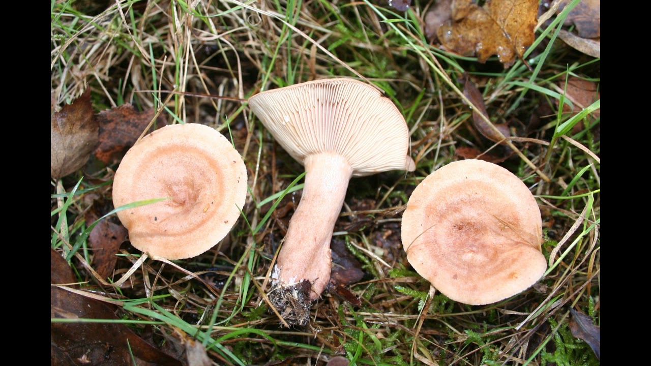 Lactarius decipiens