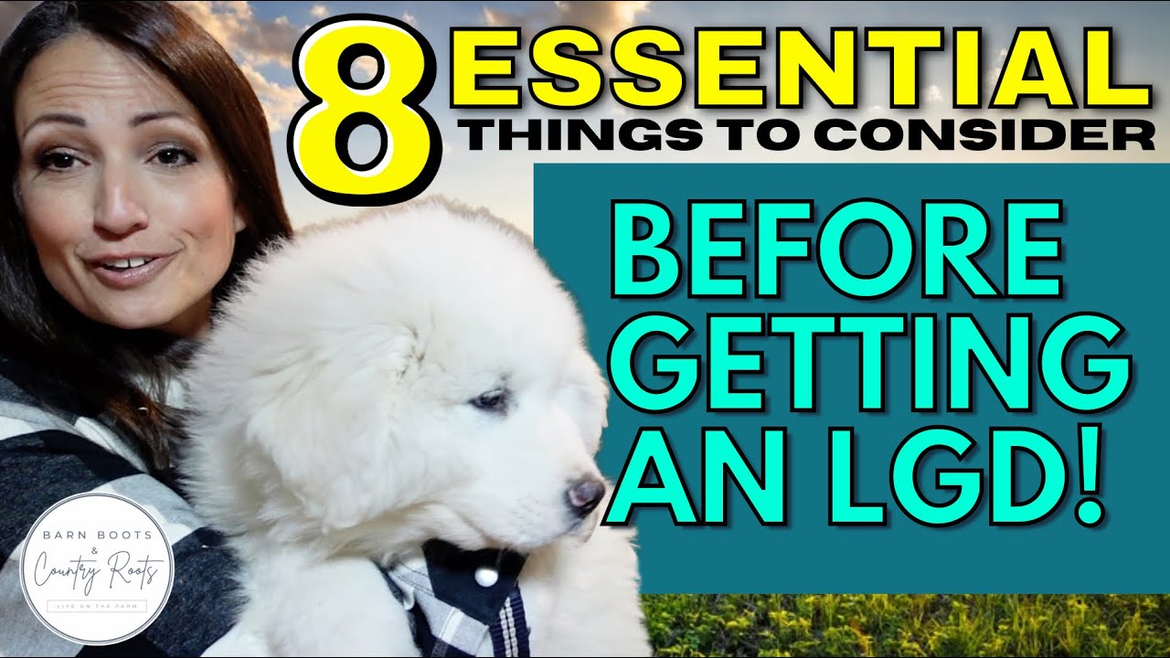 MEET OUR NEW LGD PUPPY | 8 ESSENTIAL THINGS TO CONSIDER BEFORE GETTING A LIVESTOCK GUARDIAN DOG!
