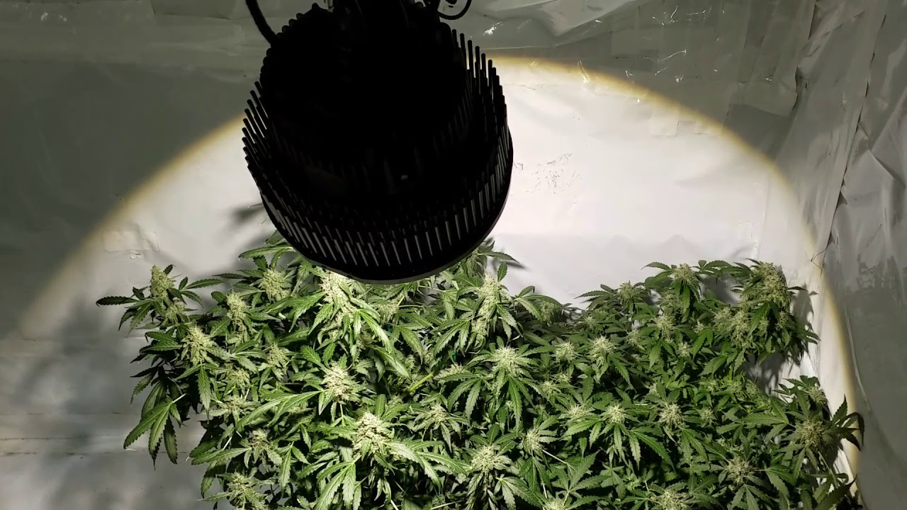 100W COB LED Grow - Week#5 flower - Auto Daquiri Lime & Auto Blueberry under Optic 1 XL