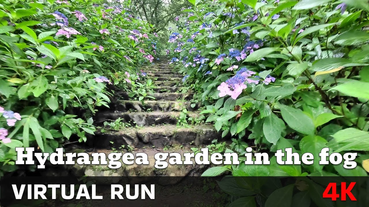 Virtual Running Videos For Treadmill | Hydrangea garden in the fog at Nukata Garden, Osaka