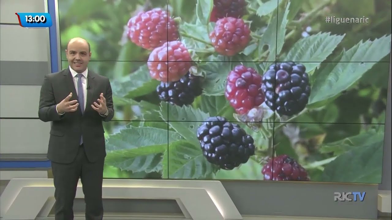 Mudança de vida, da cidade para o campo. Produção de frutas vermelhas orgânicas.