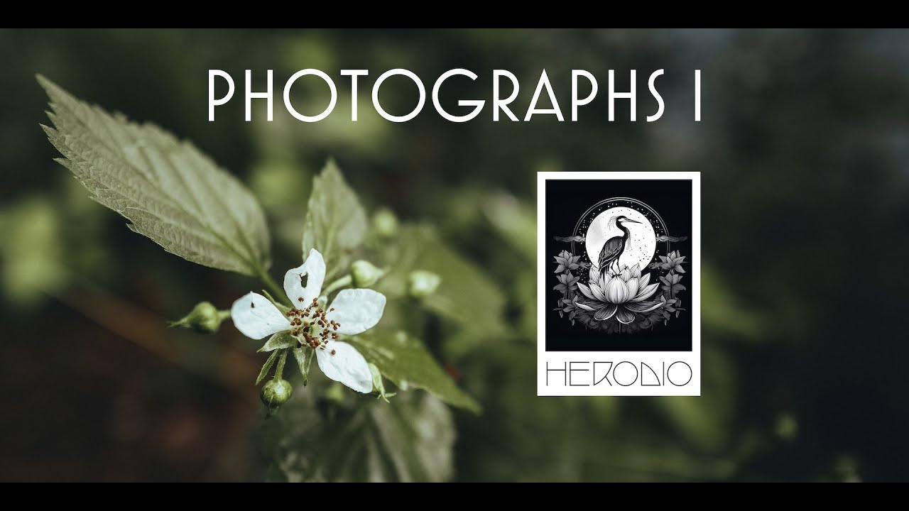 Photographs I – Rainy Greens