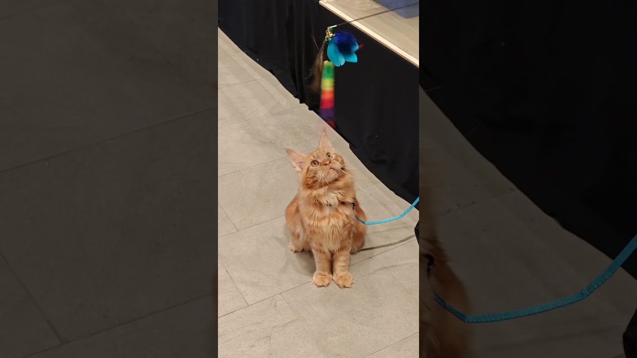 lovely cat 🐈 