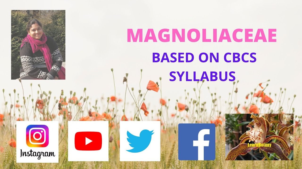 Magnoliaceae