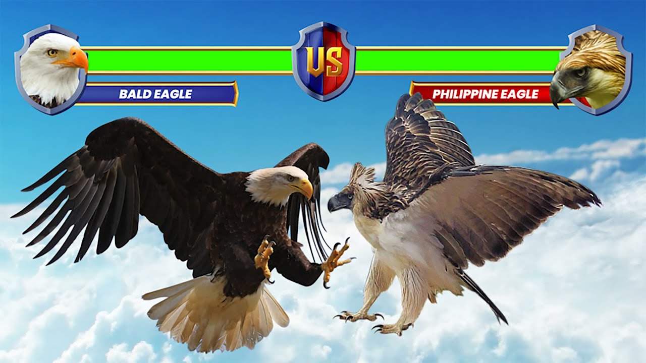Bald Eagle vs Philippine Eagle