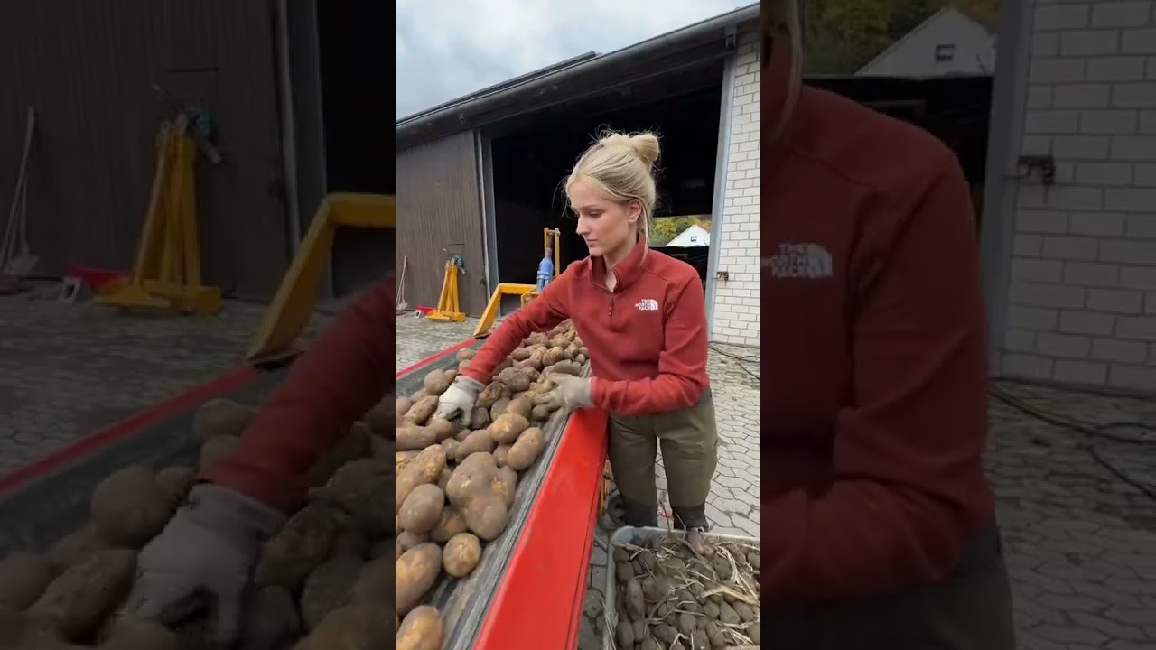 AGRICULTRICE -COMMENT RECOLTER DES POMMES DE TERRE? #agricultrice #agriculture #tracteur