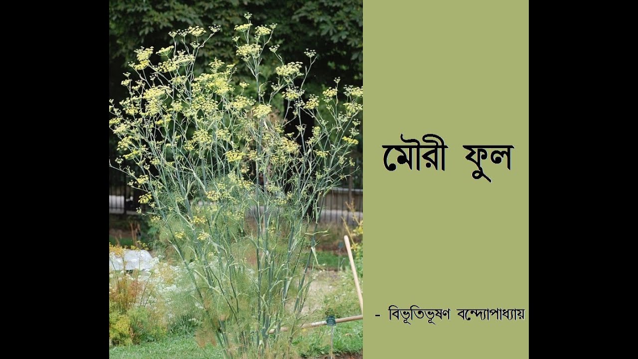 Mouri Phool by Bibhutibhusan Bandopadhyay